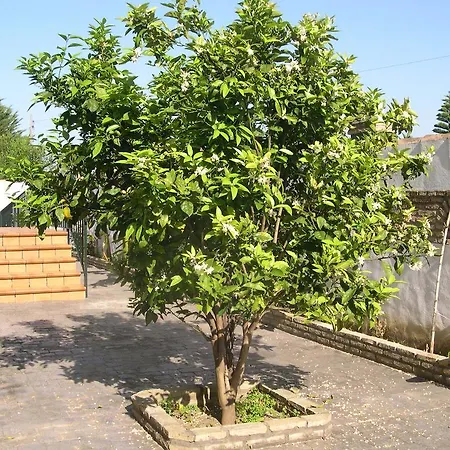 Cortijo Gallos